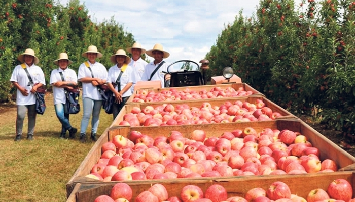 Segurança jurídica na contratação de mão de obra para agricultura