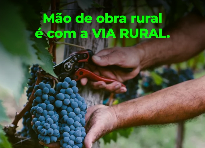 Sua colheita de uva com mão de obra qualificada Sua colheita de uva com mão de obra qualificada