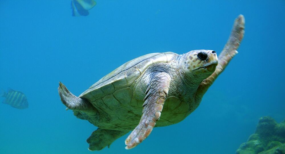 Rara tartaruga marinha é descoberta na Carolina do Sul (FOTOS)