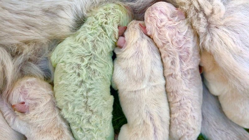 Caso raro: cachorro nasce com a cor verde na Itália