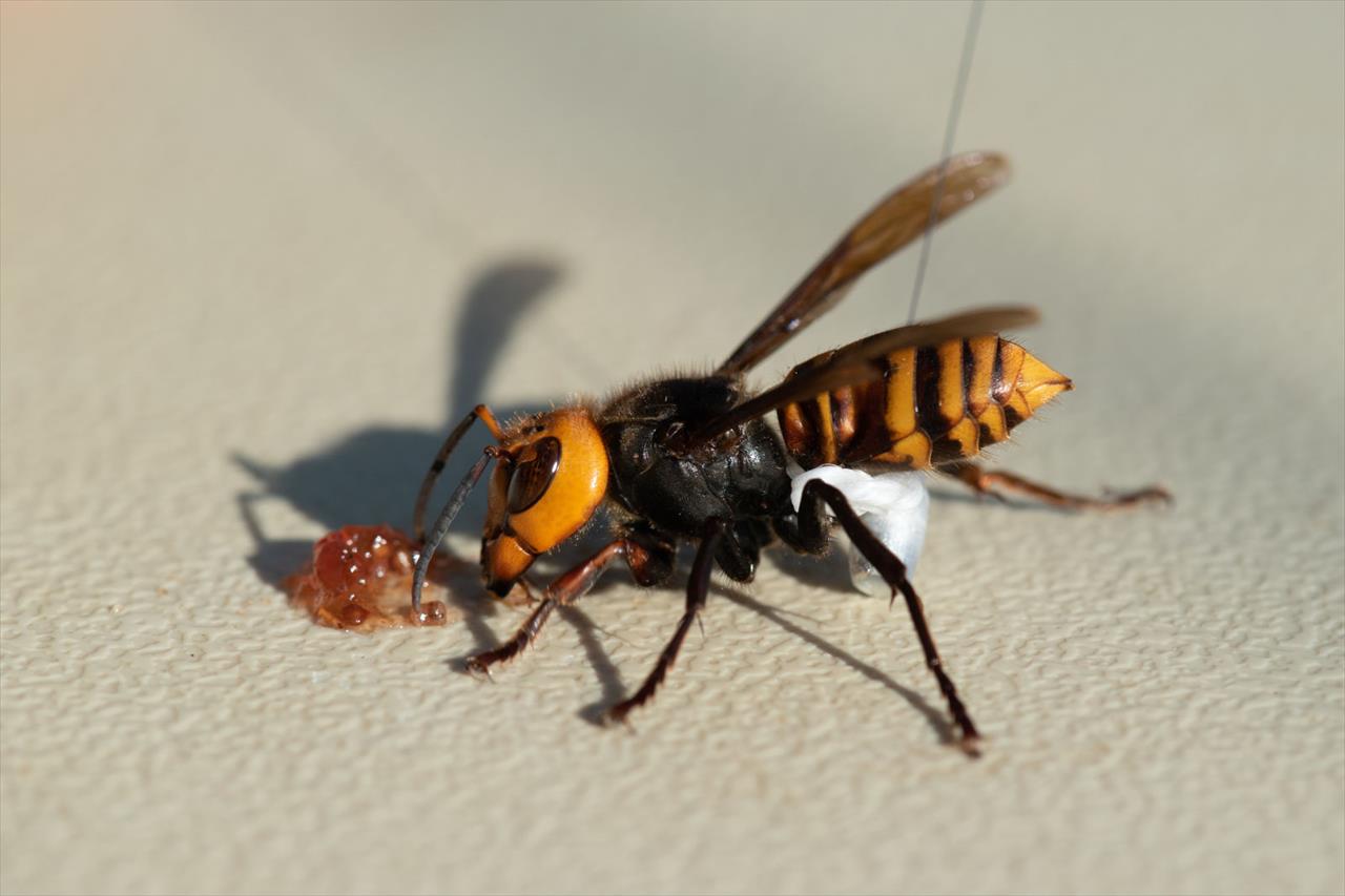 Cientistas encontram vespas assassinas nos EUA