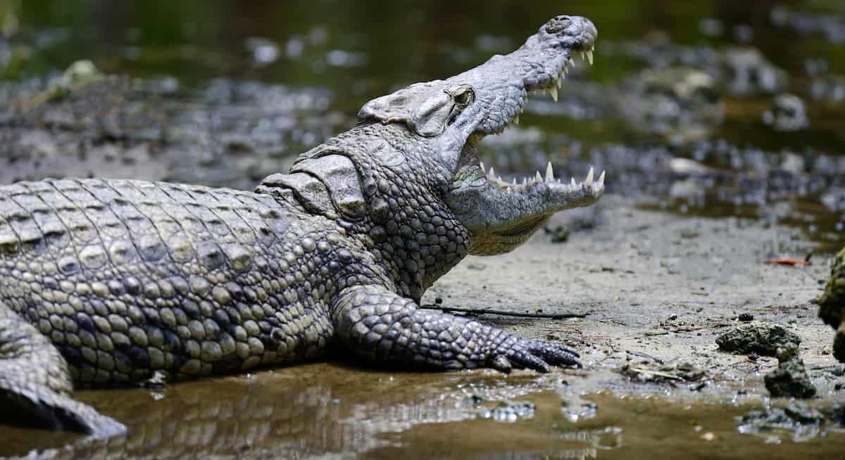 Crocodilo ataca e abocanha braço de capturador na Jamaica (VÍDEO)