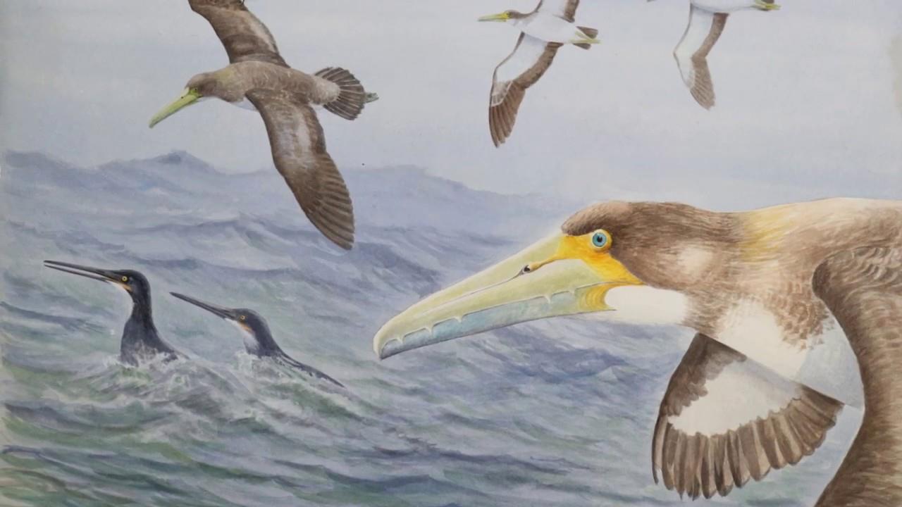 Pesquisador identifica espécie de pássaro gigante de 40 milhões de ano