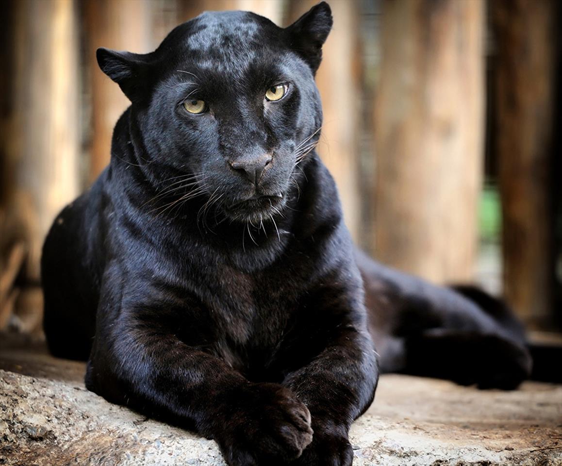 Homem paga US$ 150 para ter 'contato total' com leopardo negro e acaba sendo severamente atacado