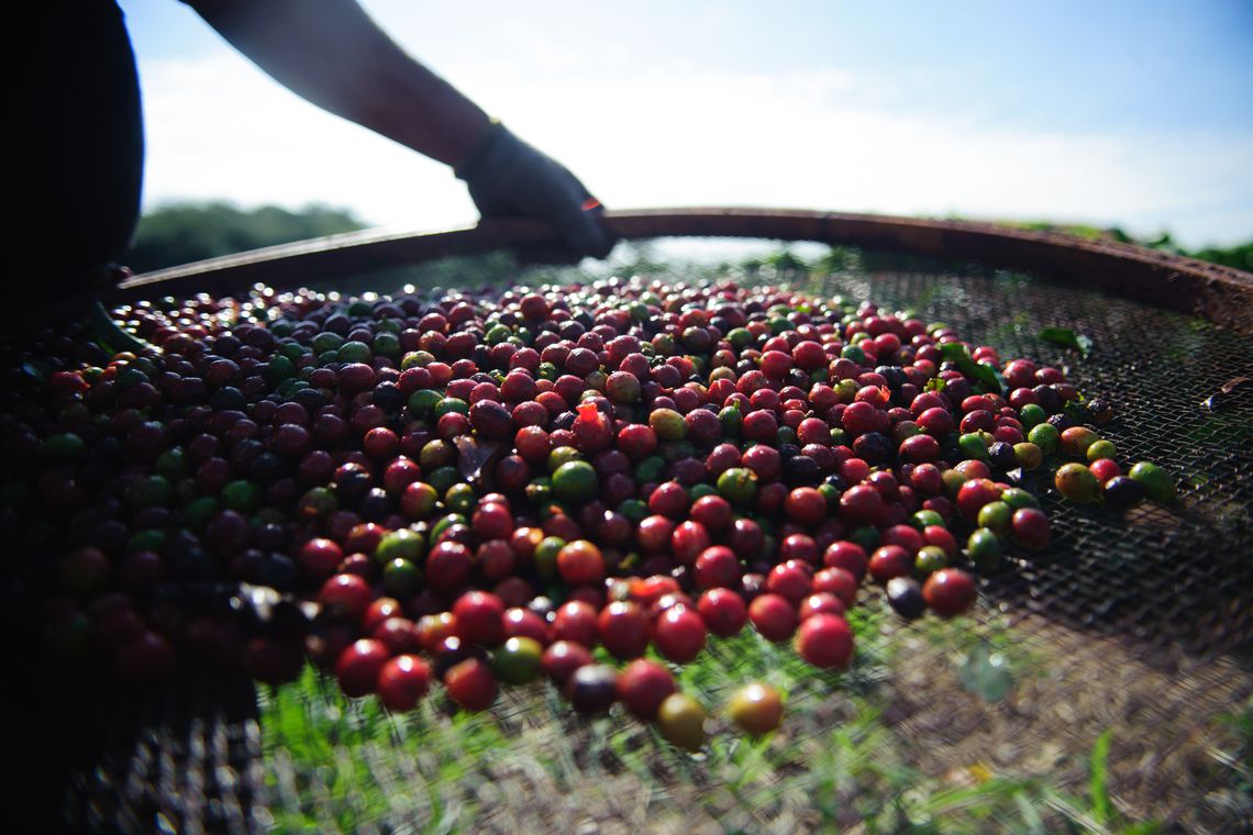 Produção brasileira de café deve ficar acima do esperado em 2020