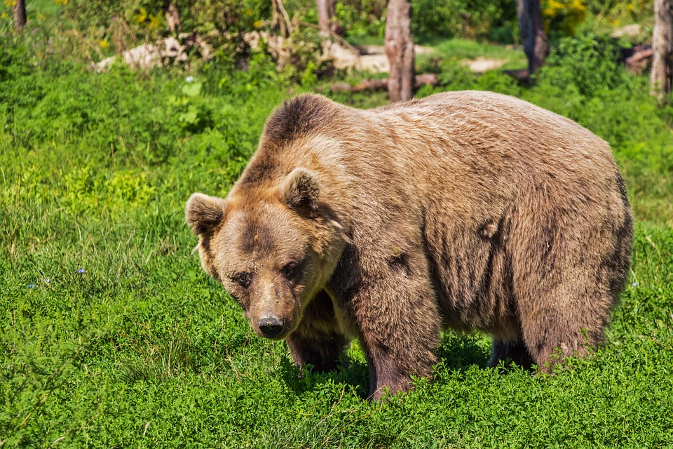 Urso é detido após roubar comida de loja de conveniência nos EUA