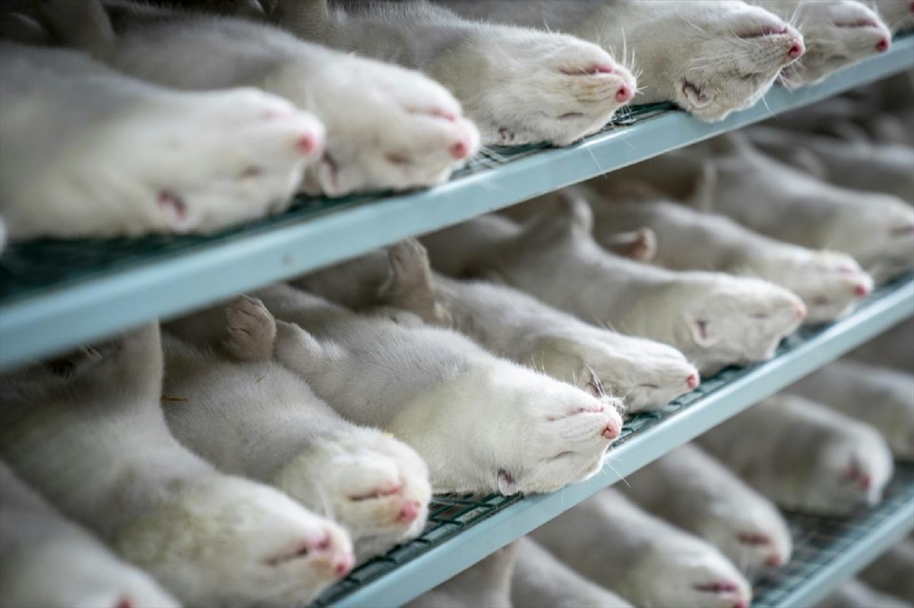 Animais mortos com mutação da covid emergem da tumba na Dinamarca