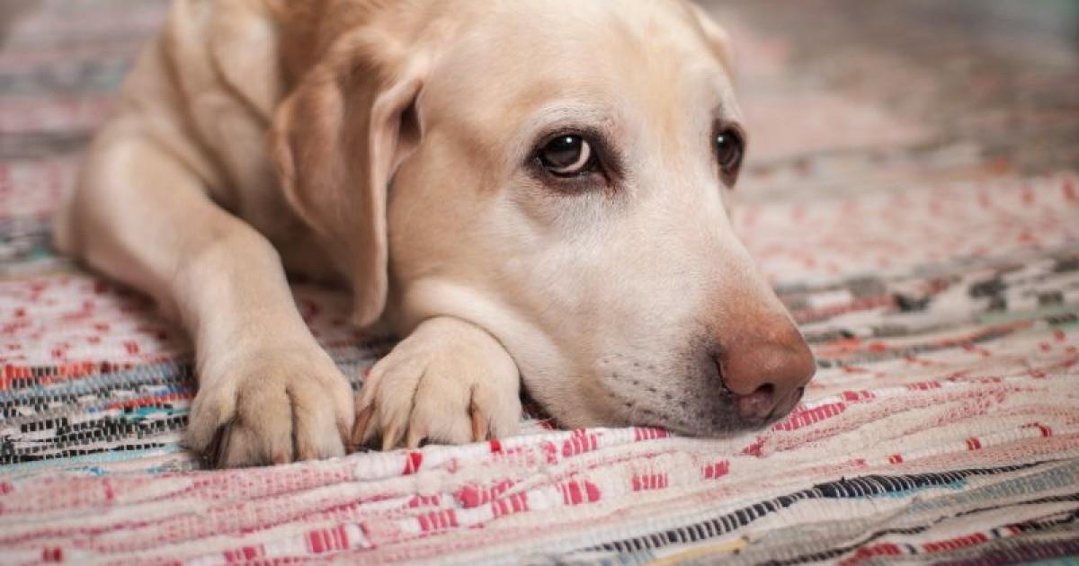 Idosa anda pelas ruas repartindo o pouco de comida que tem com os animais abandonados