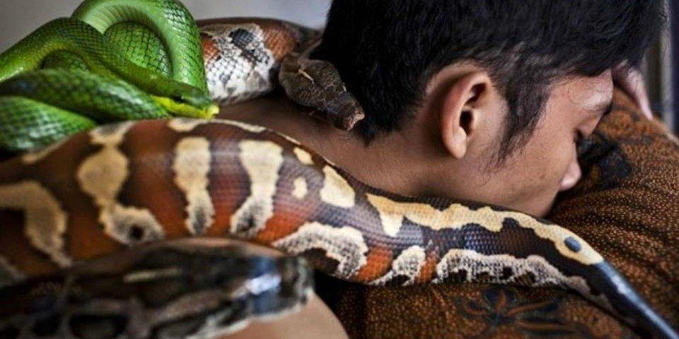 Tratamento terapêutico com cobras? Sim, isso mesmo!