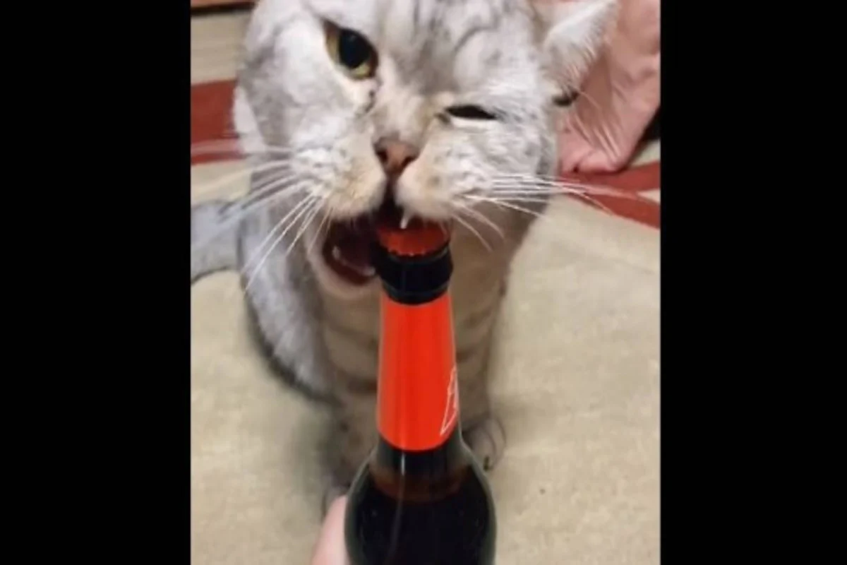 Gato abre garrafa de cerveja com os próprios dentes