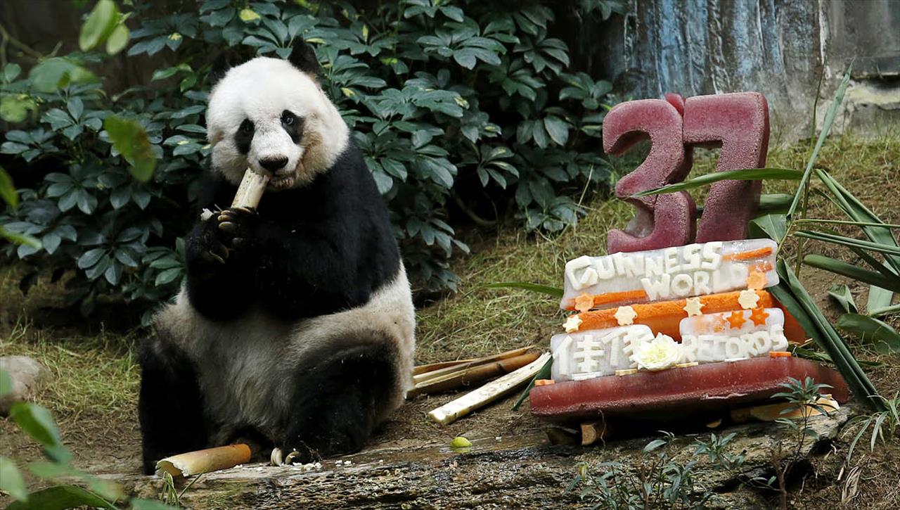 Morre aos 38 anos, panda mais velho do mundo