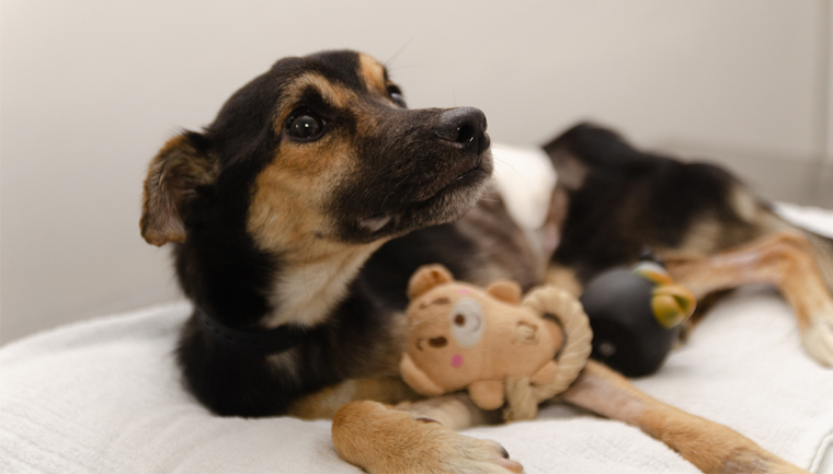Cão pula de alegria ao ser adotado após 500 dias no abrigo
