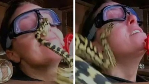 BIZARRO: atriz é picada por cobras no rosto ao participar de reality (VÍDEO)
