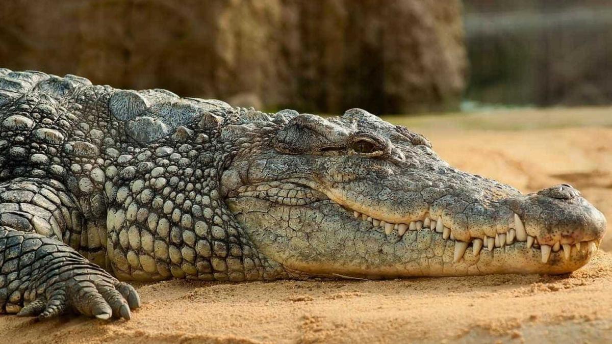 Crocodilo ataca mulher durante pose para foto (VÍDEO)