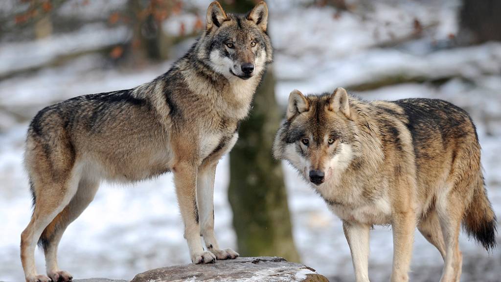 Na França, lobos escapam de parque e apavoram autoridades