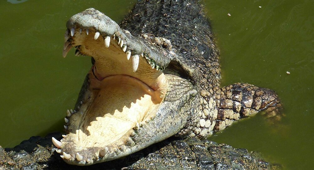Homem é mordido na cabeça por crocodilo em lago na Austrália
