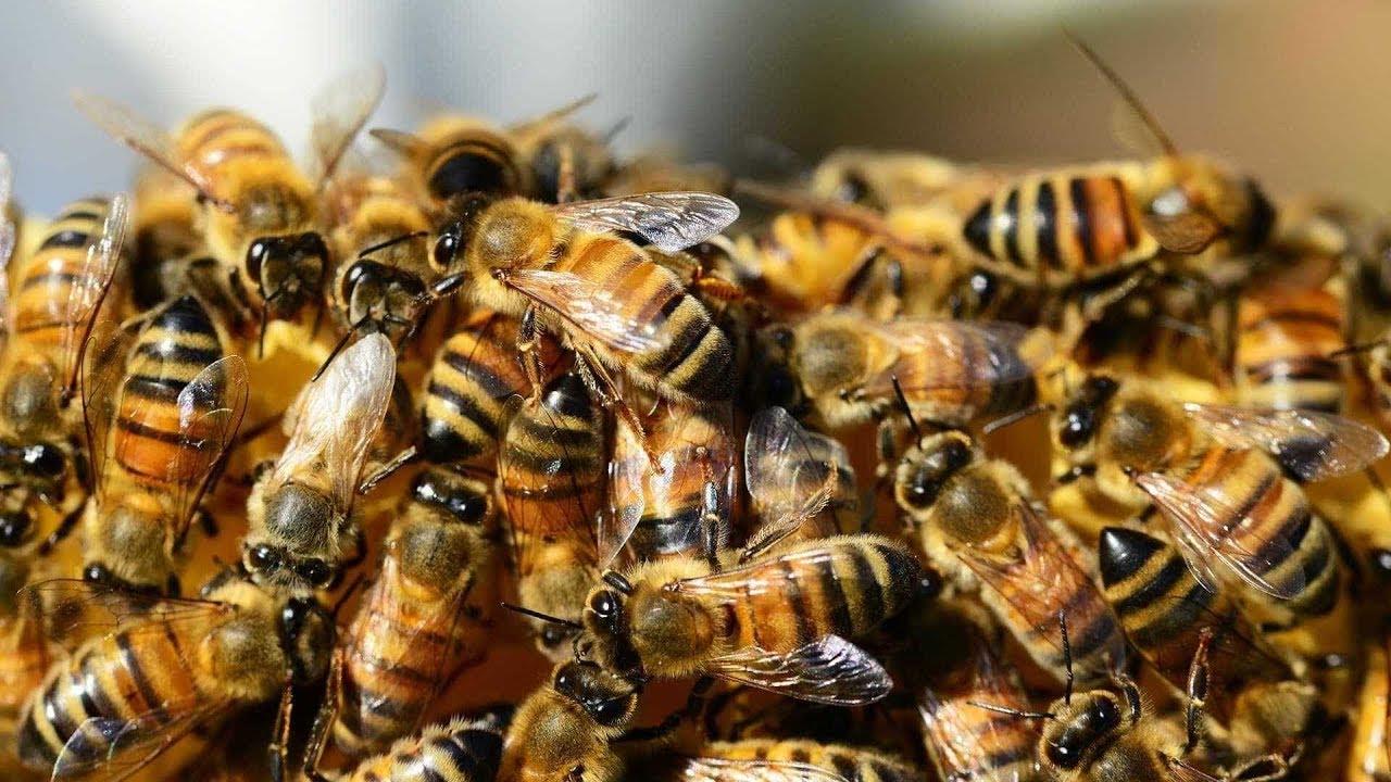 Vídeo: Jovem sai para passear com enxame de abelhas no braço