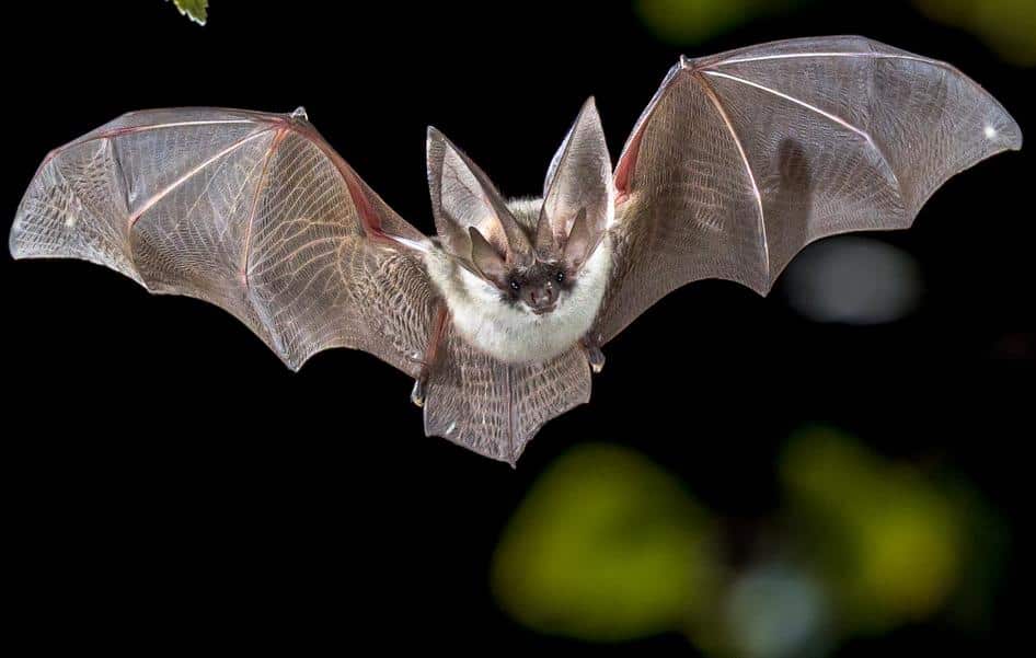 Pesquisadores registram nova espécie de morcego na África