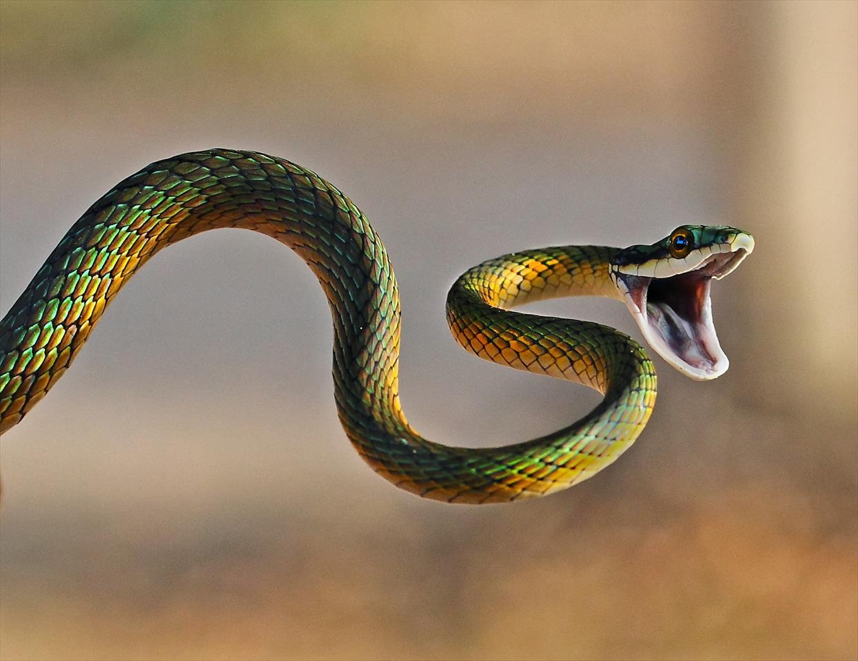 Serpente confunde banhistas ao devorar lagarto: 'Achei que era lixo'