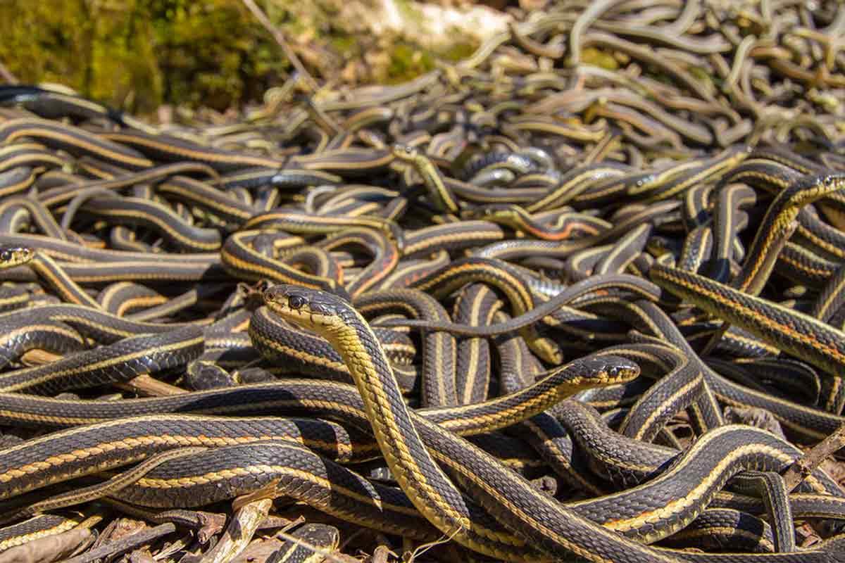 Bizarro! Cobras são infladas até a morte para extração de pele (VÍDEO)
