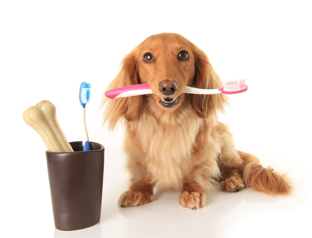 Dia Mundial da Saúde Oral: saiba mais sobre a importância de escovar os dentes dos pets