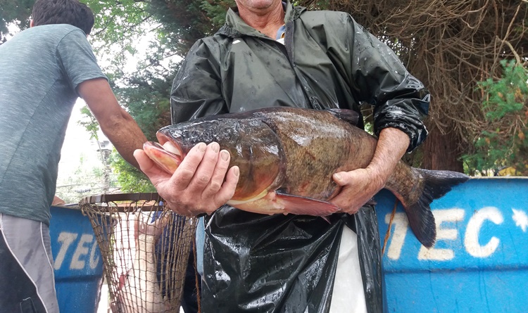 Cancelada a tradicional feira do peixe vivo de Carlos Barbosa