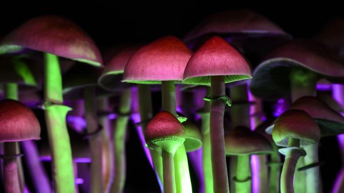 Cogumelos alucinógenos passam em 1º teste de tratamento para depressão
