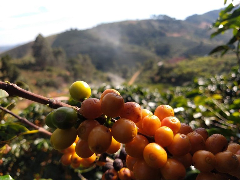 Café da região do Caparaó é reconhecido como Indicação Geográfica