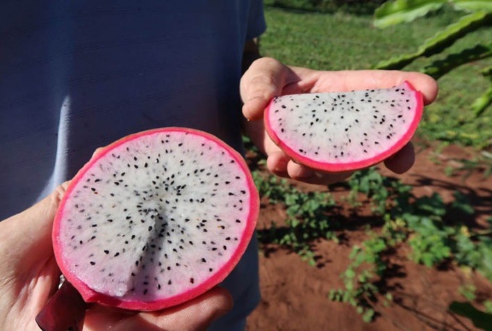 Pitaia ganha espaço entre agricultores familiares assentados em Goiás