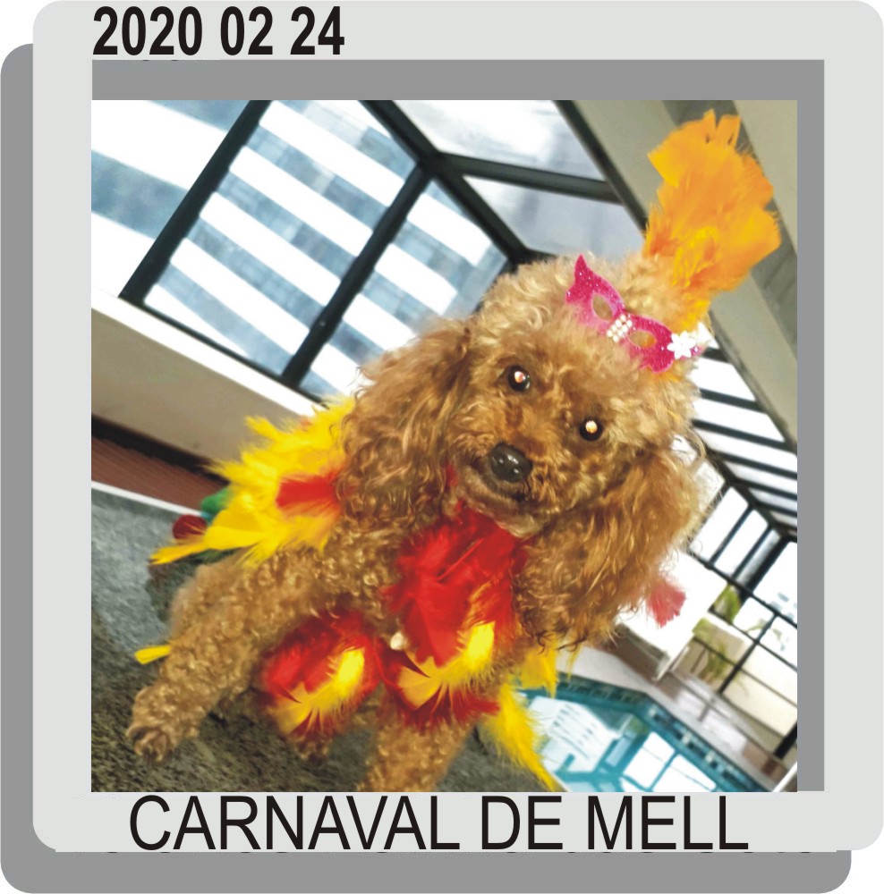 Carnaval Pet