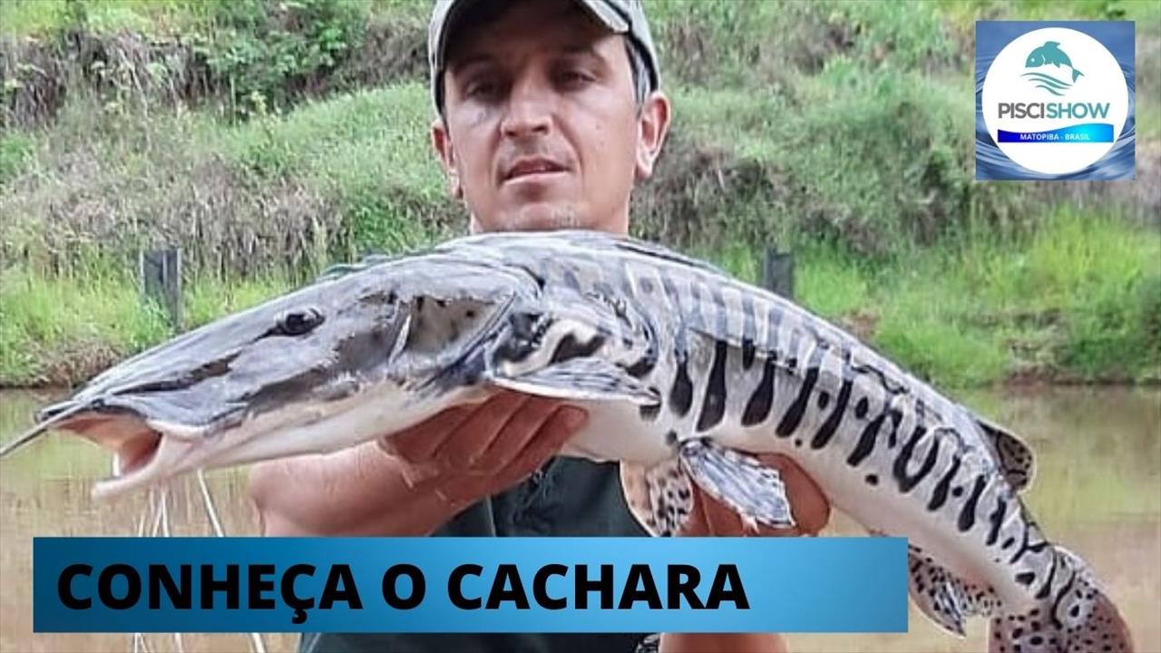 DIVERSIDADE – Cachara, mais uma espécie nativa que ganha espaço comercial