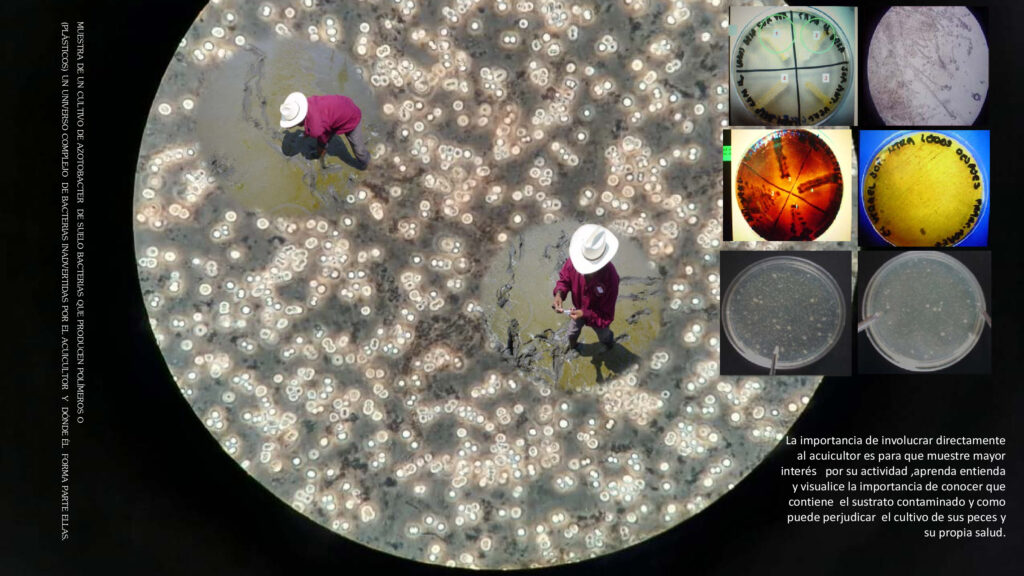 Ácido láctico ou bactérias probióticas benéficas para a aquicultura