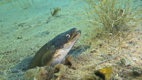 PESQUISA – Enguias são machos ou fêmeas? Freud explica