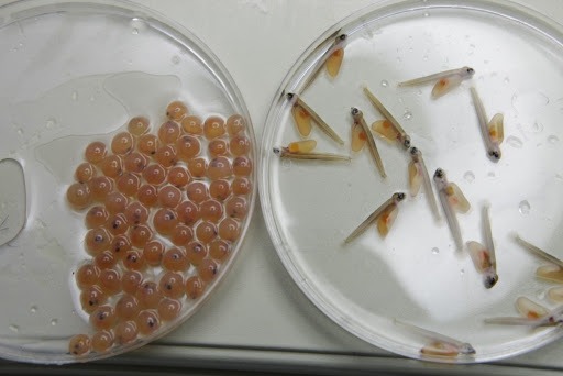 A pesquisa em genética contribui para o crescimento sustentável na aquicultura