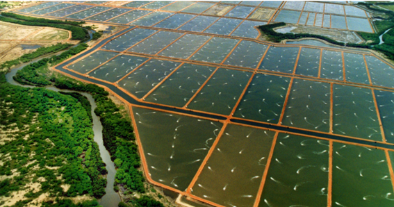 Alcalinidade na Carcinicultura: O que Precisamos Saber?