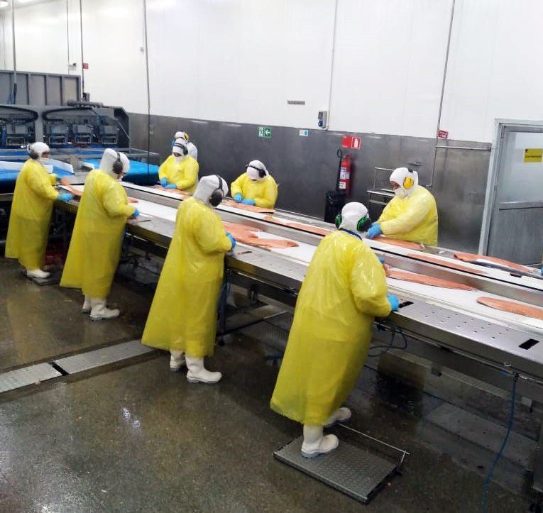 COVID-19 - Salmones Austral diz que plantas de Quellón são seguras