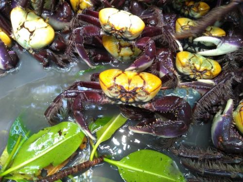 Começa nesta sexta-feira, 29, o segundo período de defeso do caranguejo-uçá